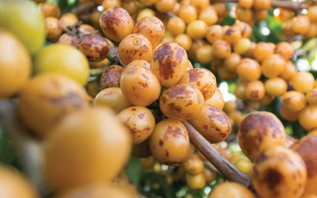 Odrůda kávovníku se žlutými plody – Yellow Bourbon